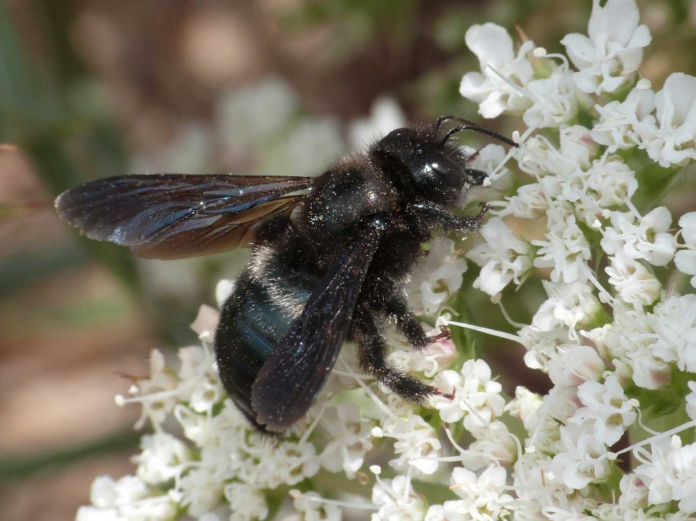 Quale Xylocopa?